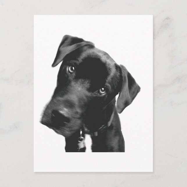 Carte Postale Quoi ? (Devant)