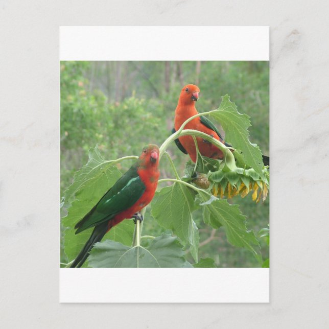 Carte Postale Quoi ? (Devant)