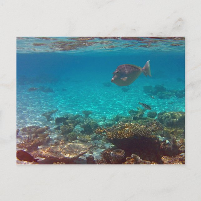 Carte Postale Quoi ? ? (Devant)