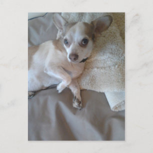 Carte Postale Quoi ?