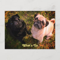 Quoi de neuf Chiens de Carlin
