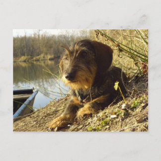 Carte Postale Quoi de neuf ? Cute Dachshund