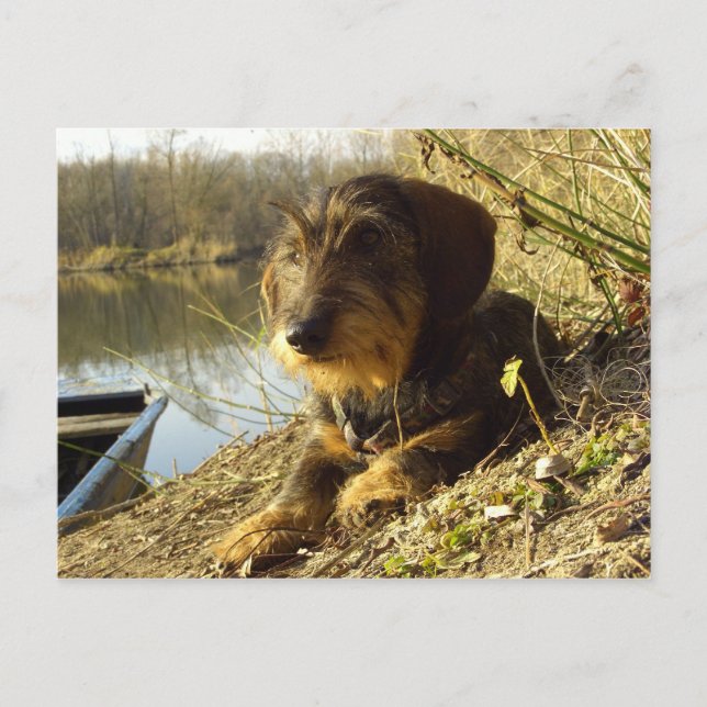 Carte Postale Quoi de neuf ? Cute Dachshund (Devant)