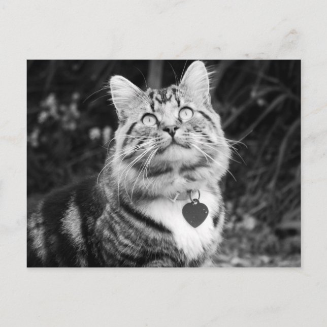 Carte Postale Quoi de neuf là-haut (Devant)