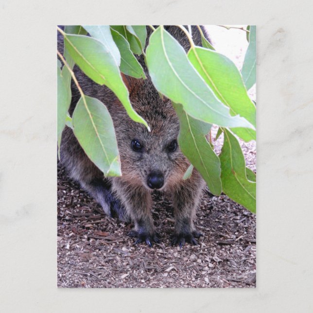 Carte postale Quokka (Devant)