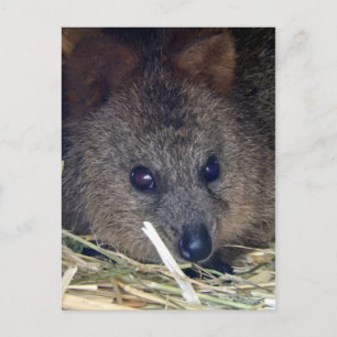 Carte Postale Quokka