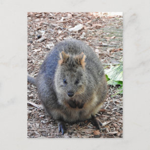 Carte Postale Quokka