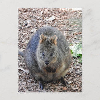 Carte Postale Quokka