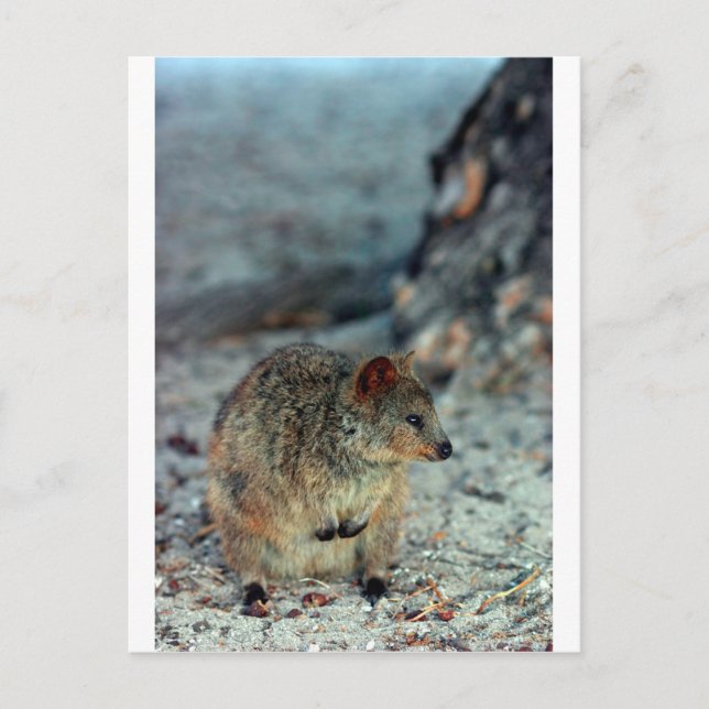 Carte Postale Quokka furieuse sur l'île Rottnest (Devant)