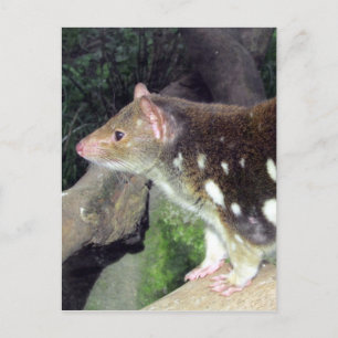 Carte Postale quoll de tigre tacheté