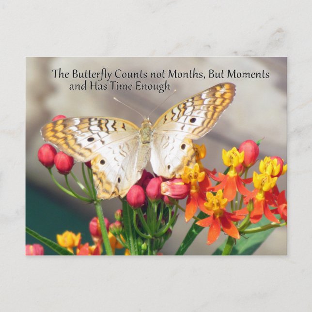 Carte postale Quote de paon blanc (Devant)