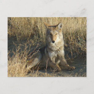 Carte Postale R15 Coyote Couché