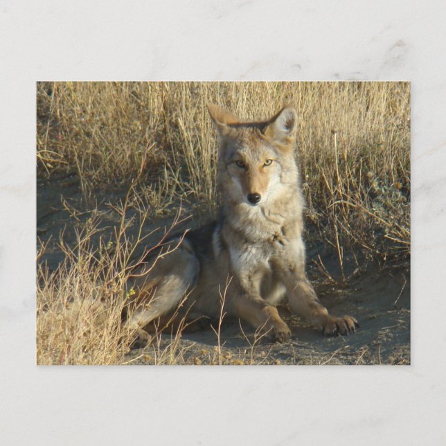 Carte Postale R15 Coyote Couché (Devant)