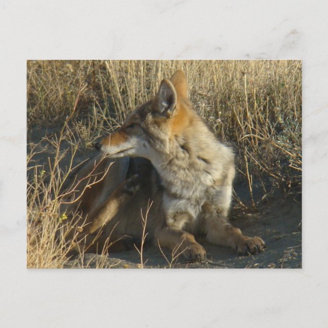 Carte Postale R16 Coyote se grattant (Devant)