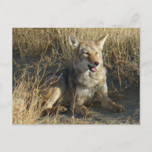 Carte Postale R18 Coyote Laying