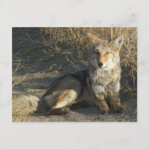 Carte Postale R19 Coyote Couché