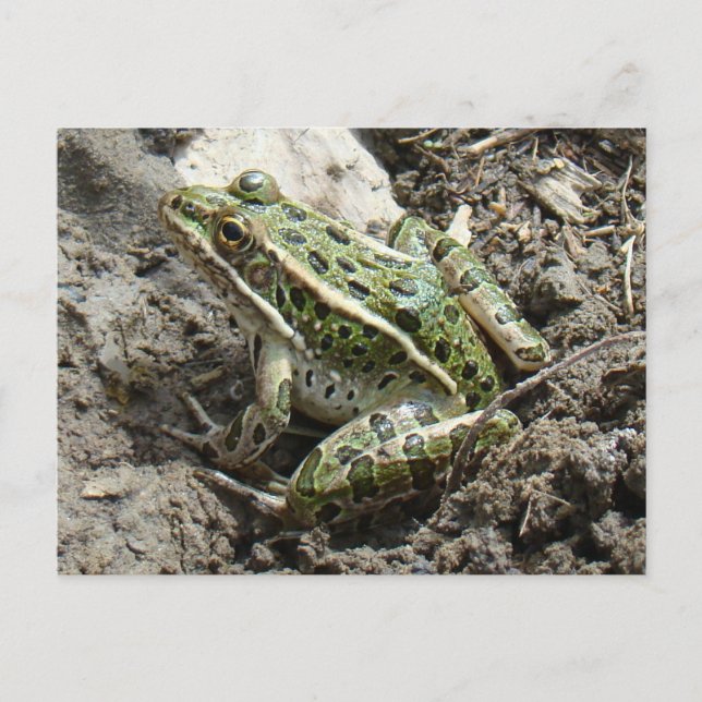 Carte Postale R3 Grenouille léopard (Devant)