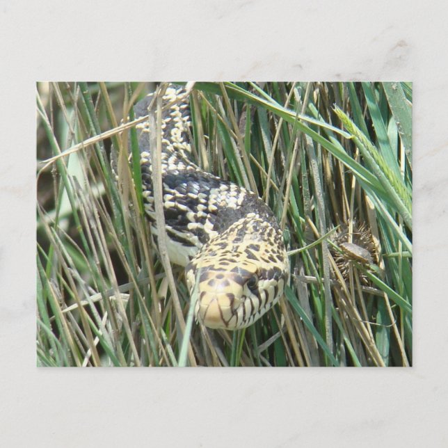 Carte Postale R4 Bullsnake dans l'herbe (Devant)