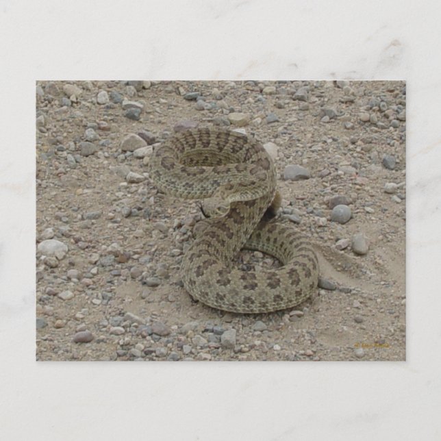 Carte Postale R9 Serpent à sonnette de prairie (Devant)