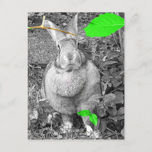 Carte Postale Rabbit géant flamand B & W avec Feuilles verts