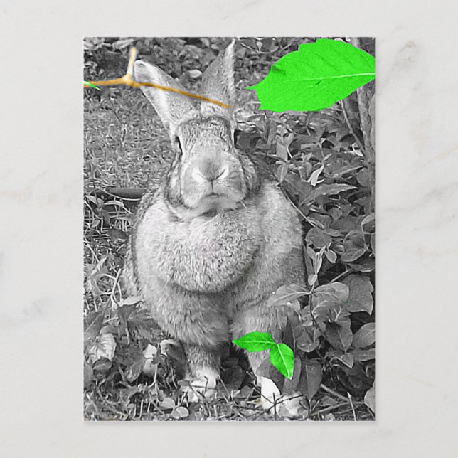 Carte Postale Rabbit géant flamand B & W avec Feuilles verts (Devant)