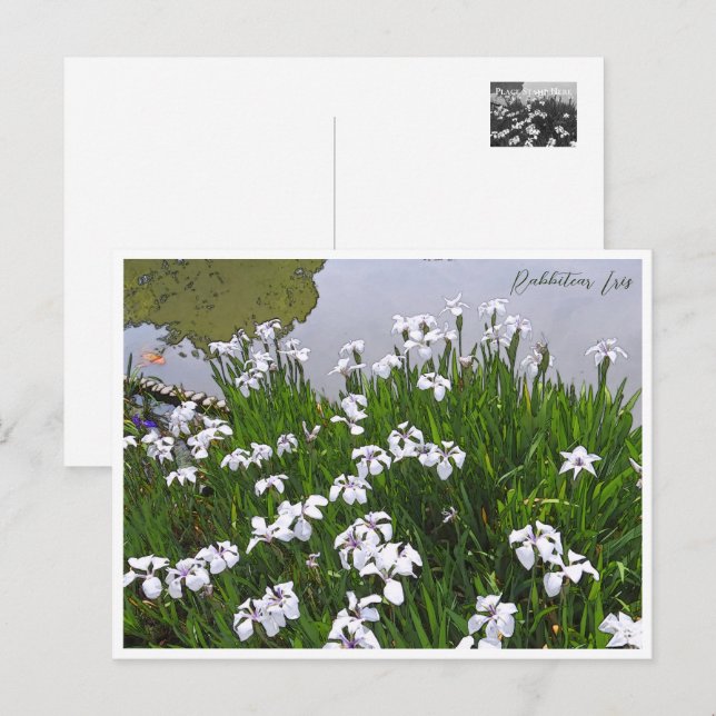 Carte Postale Rabbitear Iris (Devant / Derrière)