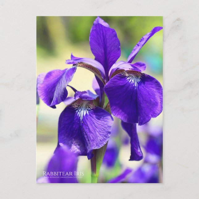 Carte Postale Rabbitear Iris [Carte postale] (Devant)