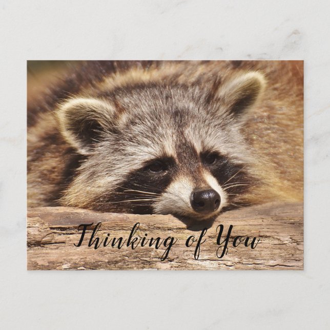 Carte Postale Raccoon (Devant)