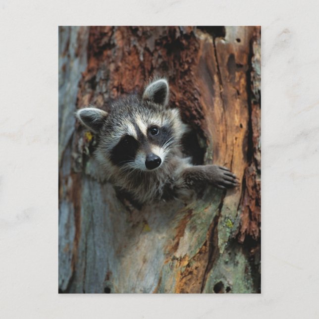 Carte postale Raccoon (Devant)