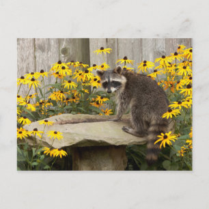 Carte Postale Raccoon