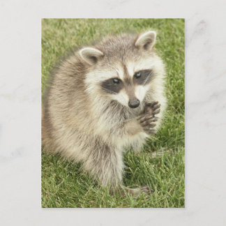 Carte Postale Raccoon