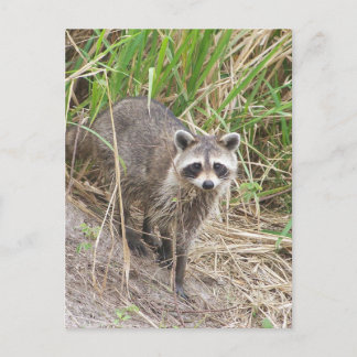 Carte Postale Raccoon
