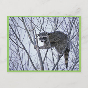 Carte Postale Raccoon