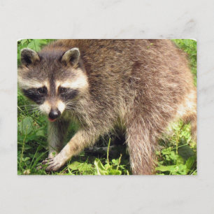 Carte postale Raccoon