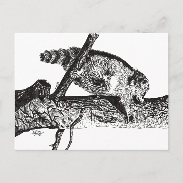 CARTE POSTALE RACCOON (Devant)