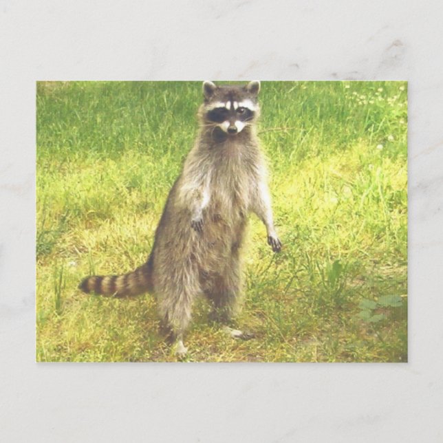Carte postale Raccoon (Devant)