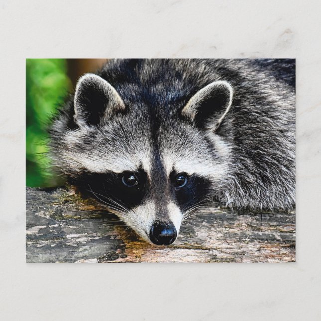 Carte Postale Raccoon 003 (Devant)