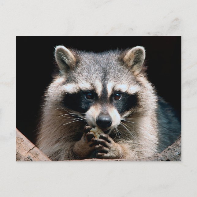 Carte Postale Raccoon 004 (Devant)