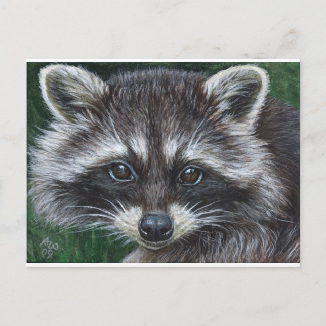 Carte Postale Raccoon #3 (Devant)