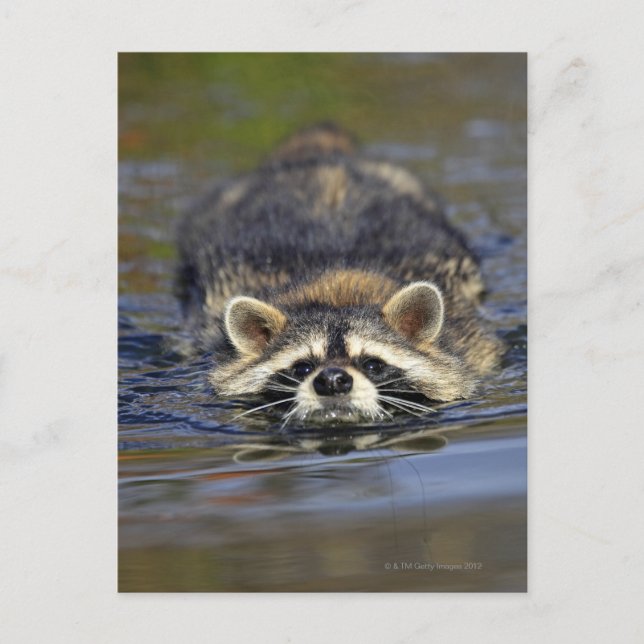 Carte Postale Raccoon adulte, Lotor ProcyonCommande : (Devant)