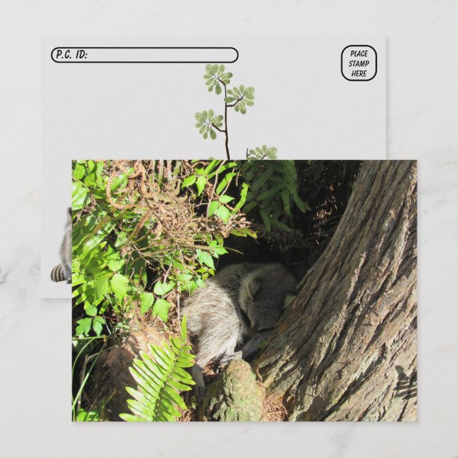 Carte postale Raccoon couché après le passage à ni (Devant / Derrière)