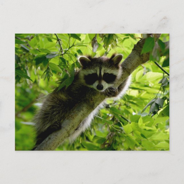 Carte Postale Raccoon dans Green Tree Cute gris masqué raccoon (Devant)
