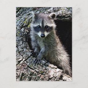 Carte Postale Raccoon dans le Den