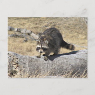 Carte Postale Raccoon Dans Le Journal De L'Arbre