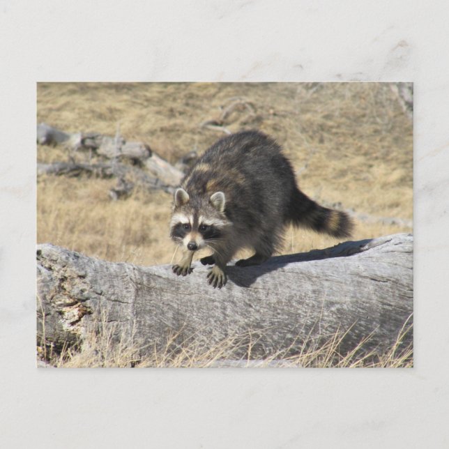 Carte Postale Raccoon Dans Le Journal De L'Arbre (Devant)