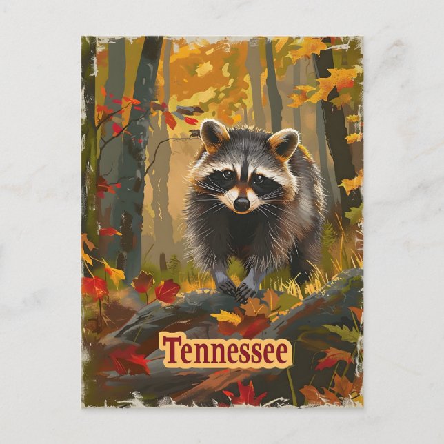 Carte Postale Raccoon du Tennessee (Devant)