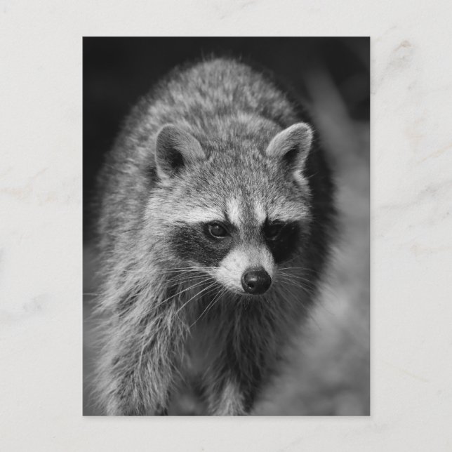 Carte Postale Raccoon gros plan Portrait - Photographie de la fa (Devant)