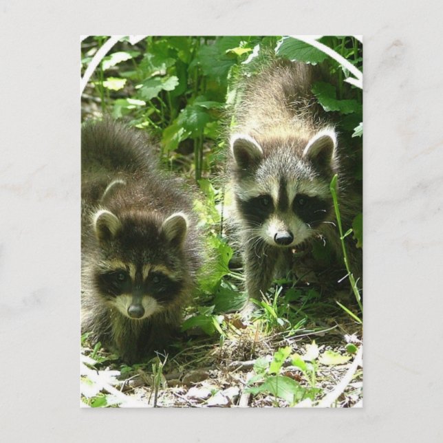 Carte postale Raccoon Habitat (Devant)