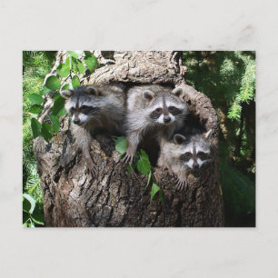 Carte Postale Raccoon - Les Trois Amigos