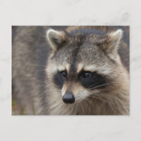 Raccoon, Lotor Procyon, Floride